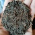 广西梧州六堡茶特产黑茶大量供应一手货源欢迎咨询