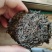 广西梧州六堡茶特产黑茶大量供应一手货源欢迎咨询