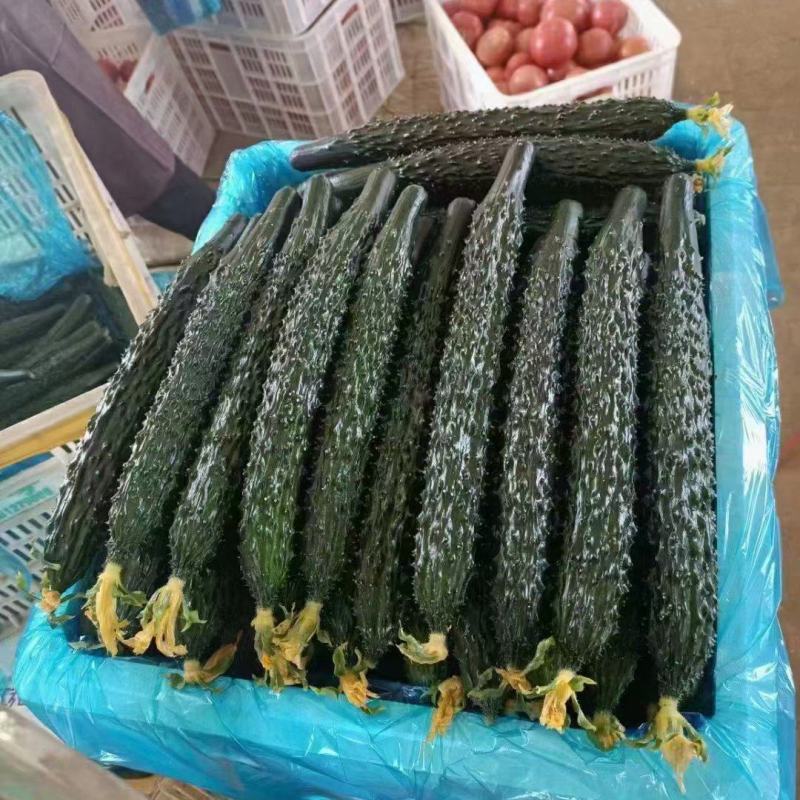 精品密刺黄瓜大量上市中，价格不高有需要老板联系，