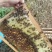 【深山蜂蜜】土蜂蜜/贵州蜂蜜/零添加/深山采摘/品质保证