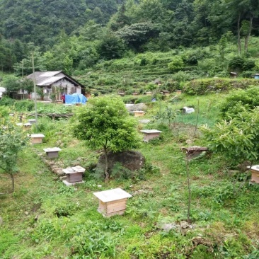 深山土蜂蜜/数量有限/一年出蜜一次/欢迎采购商来电