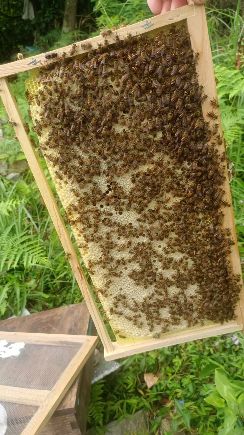 深山土蜂蜜/数量有限/一年出蜜一次/欢迎采购商来电