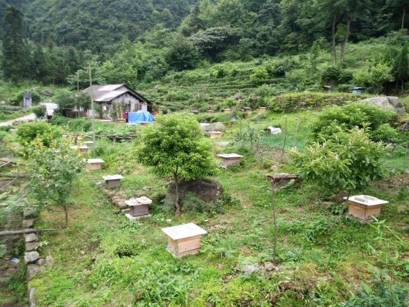 深山土蜂蜜/数量有限/一年出蜜一次/欢迎采购商来电