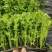 芹菜苗优质芹菜苗基地直发提供技术全国发货欢迎咨询