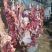 内蒙古牛肉散养优质黄标草饲牛肉后腿肉草饲放养生鲜年货