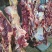 内蒙古牛肉散养优质黄标草饲牛肉后腿肉草饲放养生鲜年货