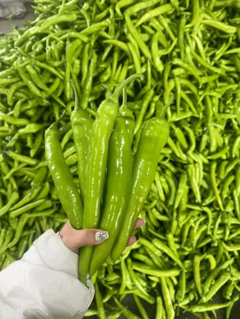 尖椒大量上市，品质保障，全国发货欢迎老板电话联系