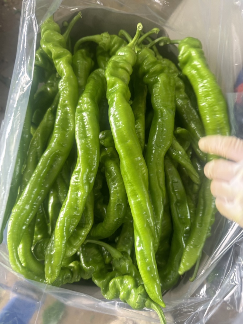 螺丝椒大量上市，品质保障，全国发货欢迎老板电话联系