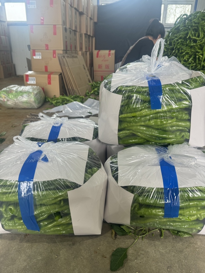 螺丝椒大量上市，品质保障，全国发货欢迎老板电话联系