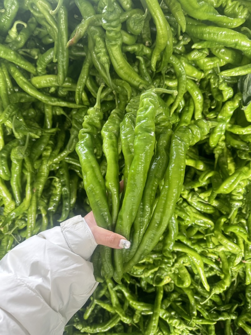 螺丝椒大量上市，品质保障，全国发货欢迎老板电话联系