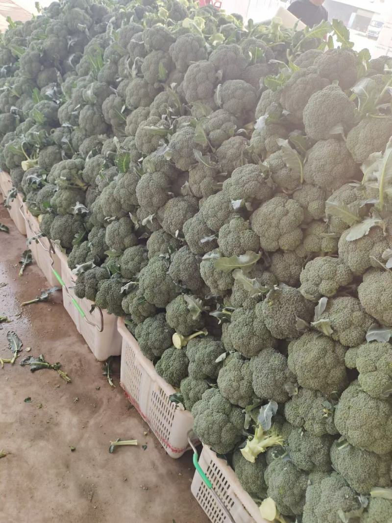 河北邯郸西蓝花产地发货一手货源批发品质保证价格美丽