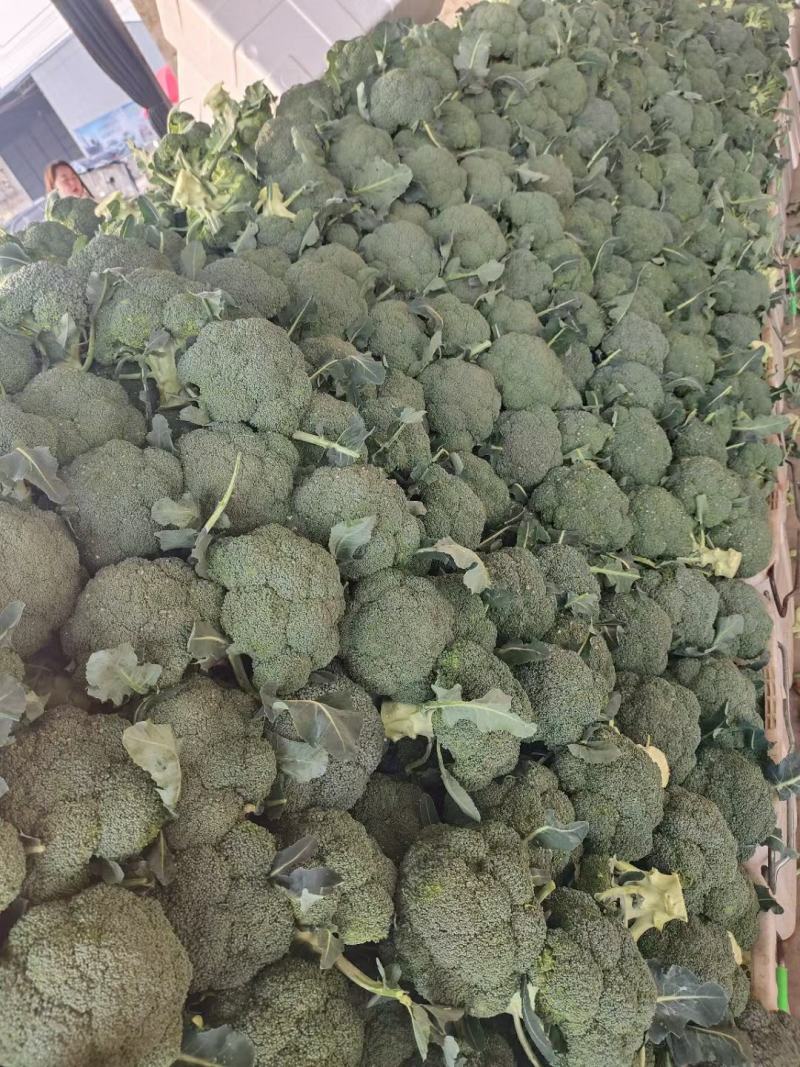河北邯郸西蓝花产地发货一手货源批发品质保证价格美丽