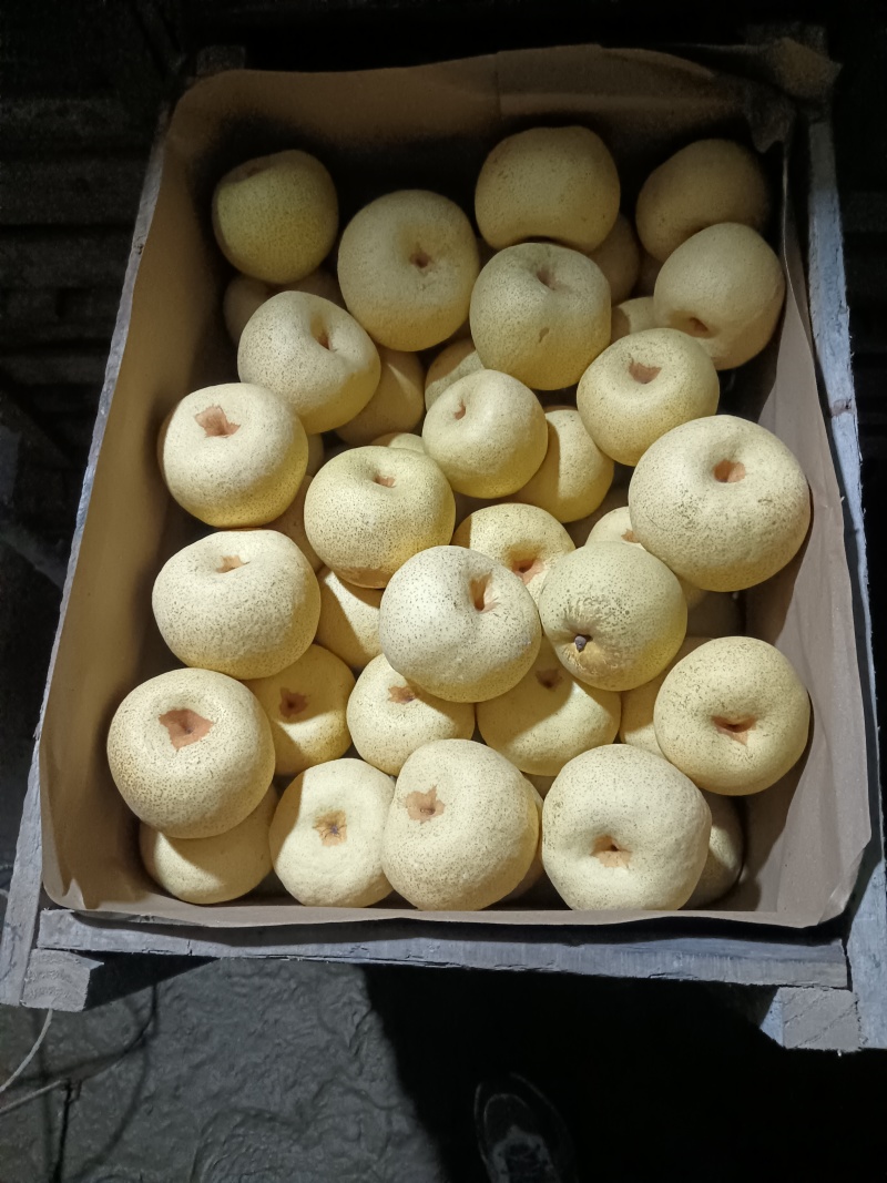 【牛商推荐】宁陵酥梨冷库大量有货对接商超批发市场