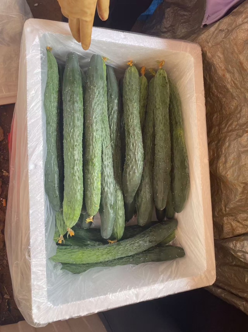 青瓜、粉瓜、黄瓜，大量供应，质量保证，欢迎来电咨询！