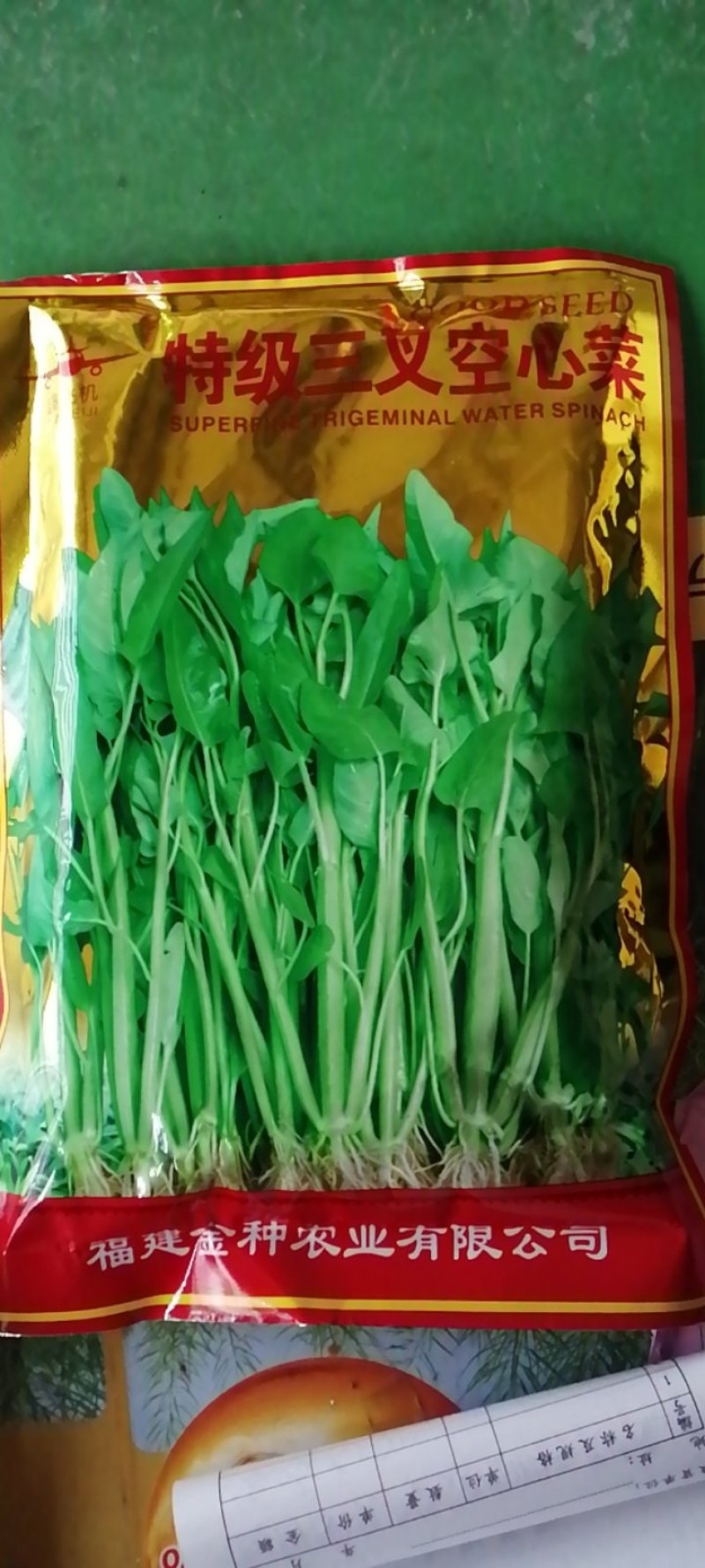 福州三叉空心菜新品种叶片大梗粗淡青色拫系发达产量高