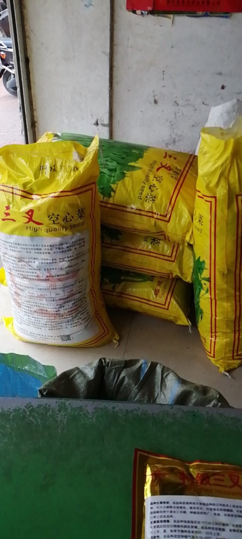 福州三叉空心菜新品种叶片大梗粗淡青色拫系发达产量高