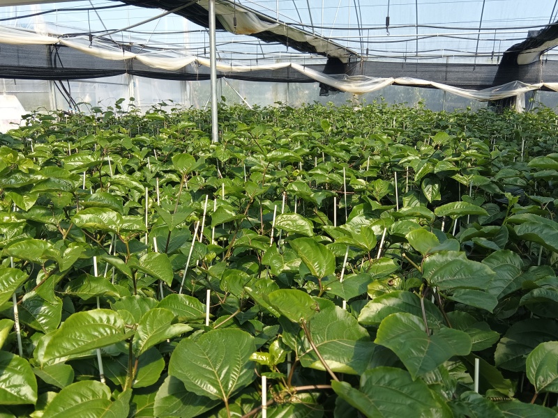 黄金百香果苗，高品质脱毒苗
