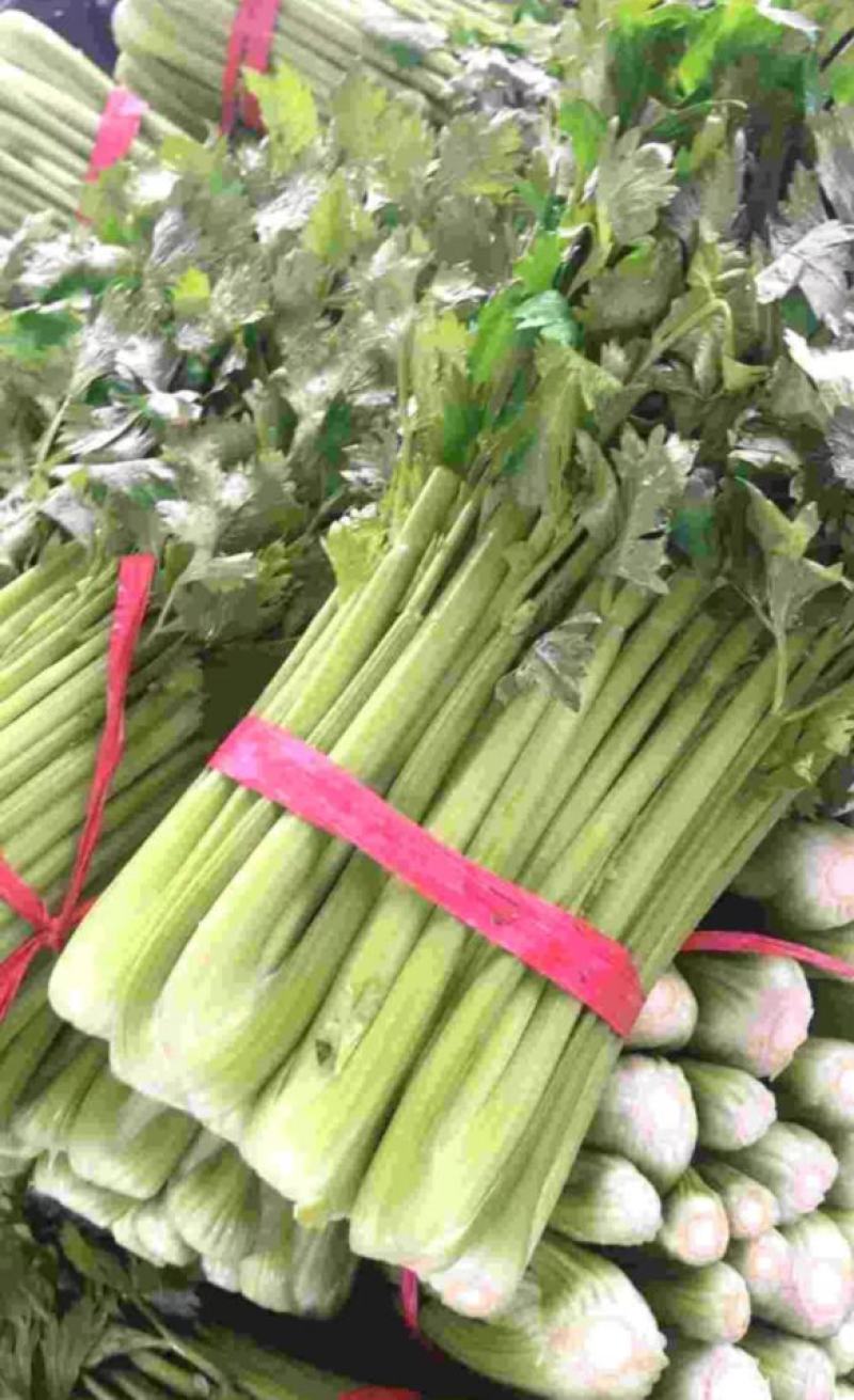 河北邯郸芹菜西芹产地发货一手货源批发品质保证价格美丽！
