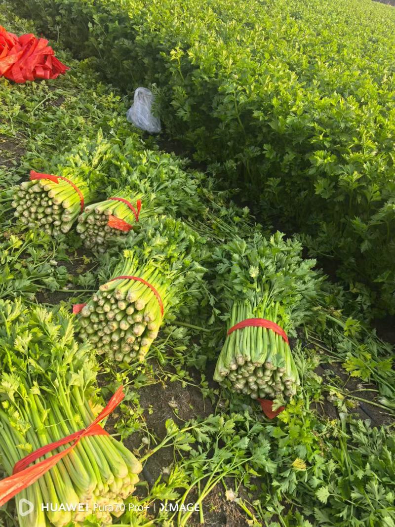 河北邯郸芹菜西芹产地发货一手货源批发品质保证价格美丽！