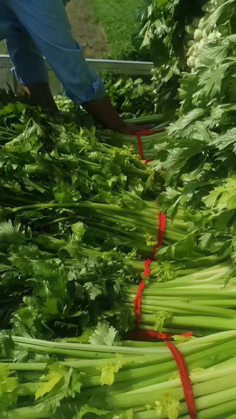 河北邯郸芹菜西芹产地发货一手货源批发品质保证价格美丽！