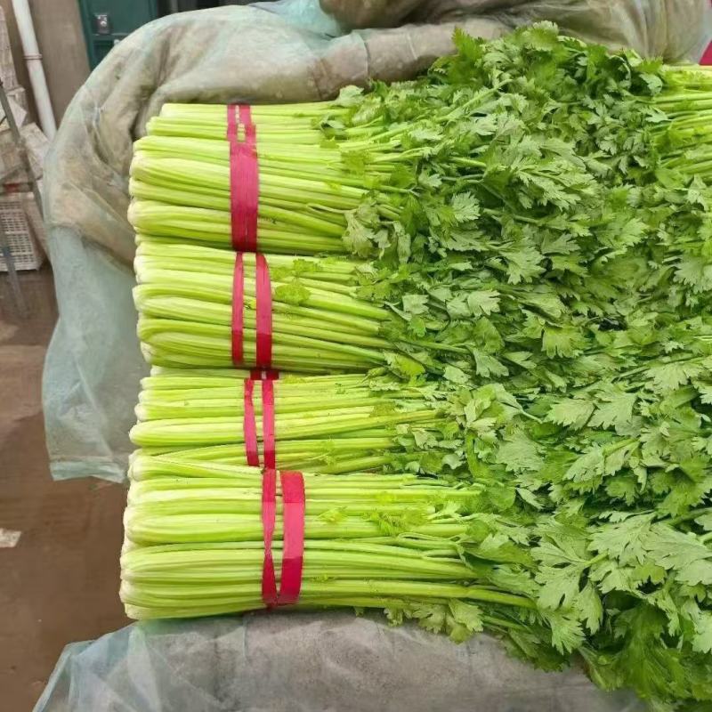 河北邯郸芹菜西芹产地发货一手货源批发品质保证价格美丽！