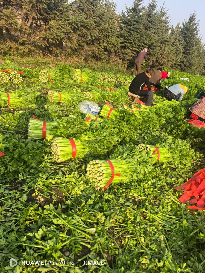 河北邯郸芹菜西芹产地发货一手货源批发品质保证价格美丽！
