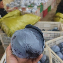 河北紫甘蓝大量上市产地一手货源规格齐全可对接市场档口电商