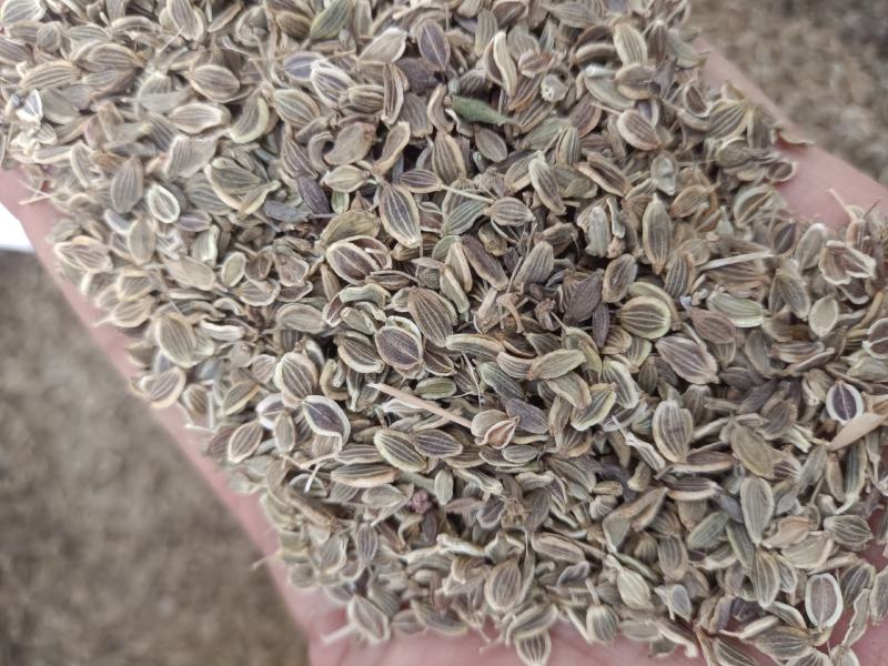 精品前胡种子大叶前胡子，5斤以上非边远地区包邮！