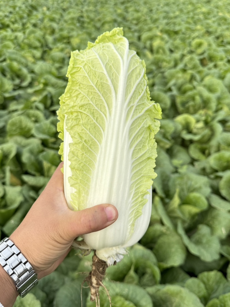《实力推荐》河南精品娃娃菜，基地直供货源充足，保质保量