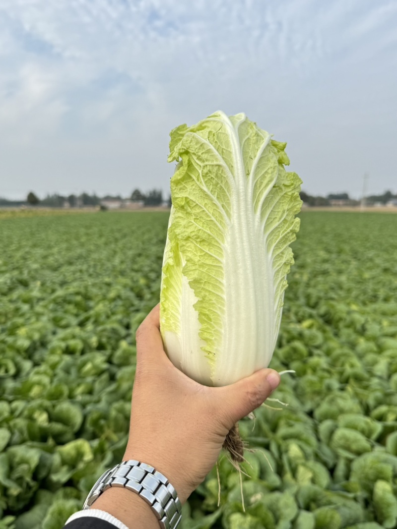 《实力推荐》河南精品娃娃菜，基地直供货源充足，保质保量