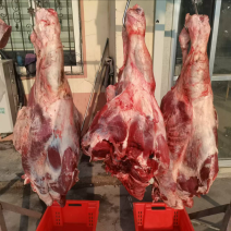【实力推荐】纯黄公牛牛腿肉可视频看货对接全国品质保证