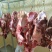 【实力推荐】纯黄公牛牛腿肉可视频看货对接全国品质保证