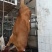 【实力推荐】纯黄公牛牛腿肉可视频看货对接全国品质保证