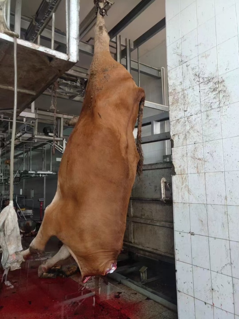 【实力推荐】纯黄公牛牛腿肉可视频看货对接全国品质保证