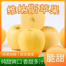 【热】维纳斯黄金苹果产地直发质量高价格低对接全国诚信经营