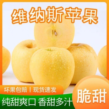 【热】维纳斯黄金苹果产地直发质量高价格低对接全国诚信经营