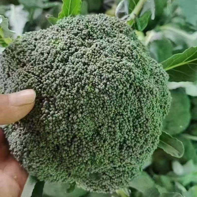 河北精品西蓝花大量上市一手货源规格齐全可对接全国欢迎来电