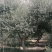 油橄榄