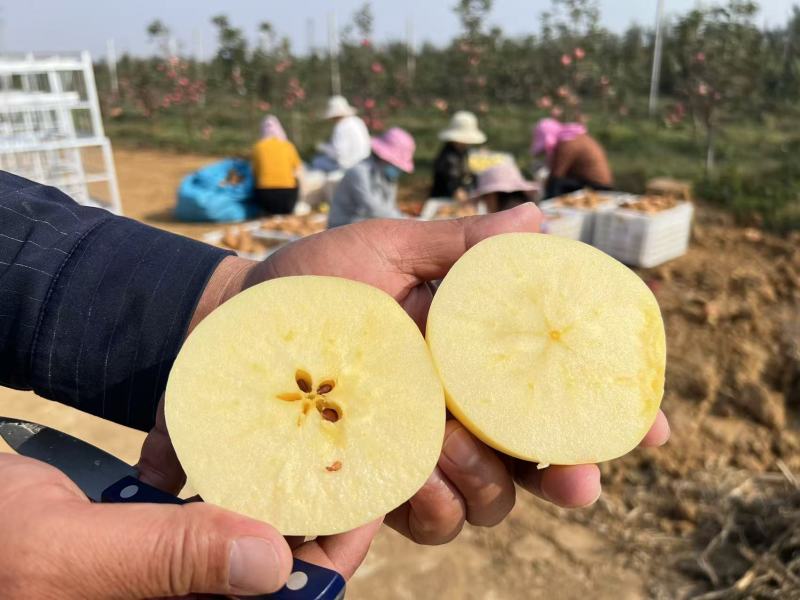 【热】维纳斯黄金苹果产地直发质量高价格低对接全国诚信经营