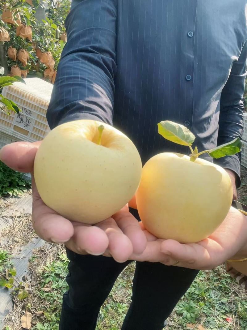 【热】维纳斯黄金苹果产地直发质量高价格低对接全国诚信经营