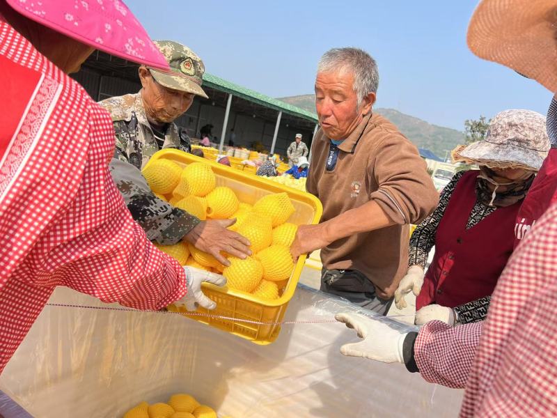 【热】维纳斯黄金苹果产地直发质量高价格低对接全国诚信经营
