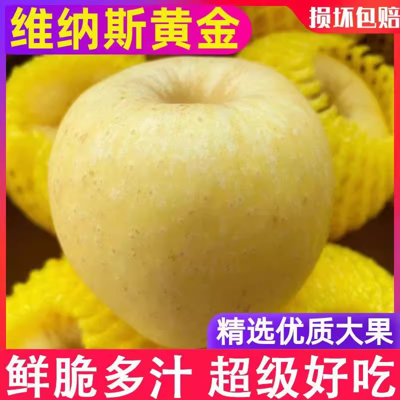 【热】维纳斯黄金苹果产地直发质量高价格低对接全国诚信经营