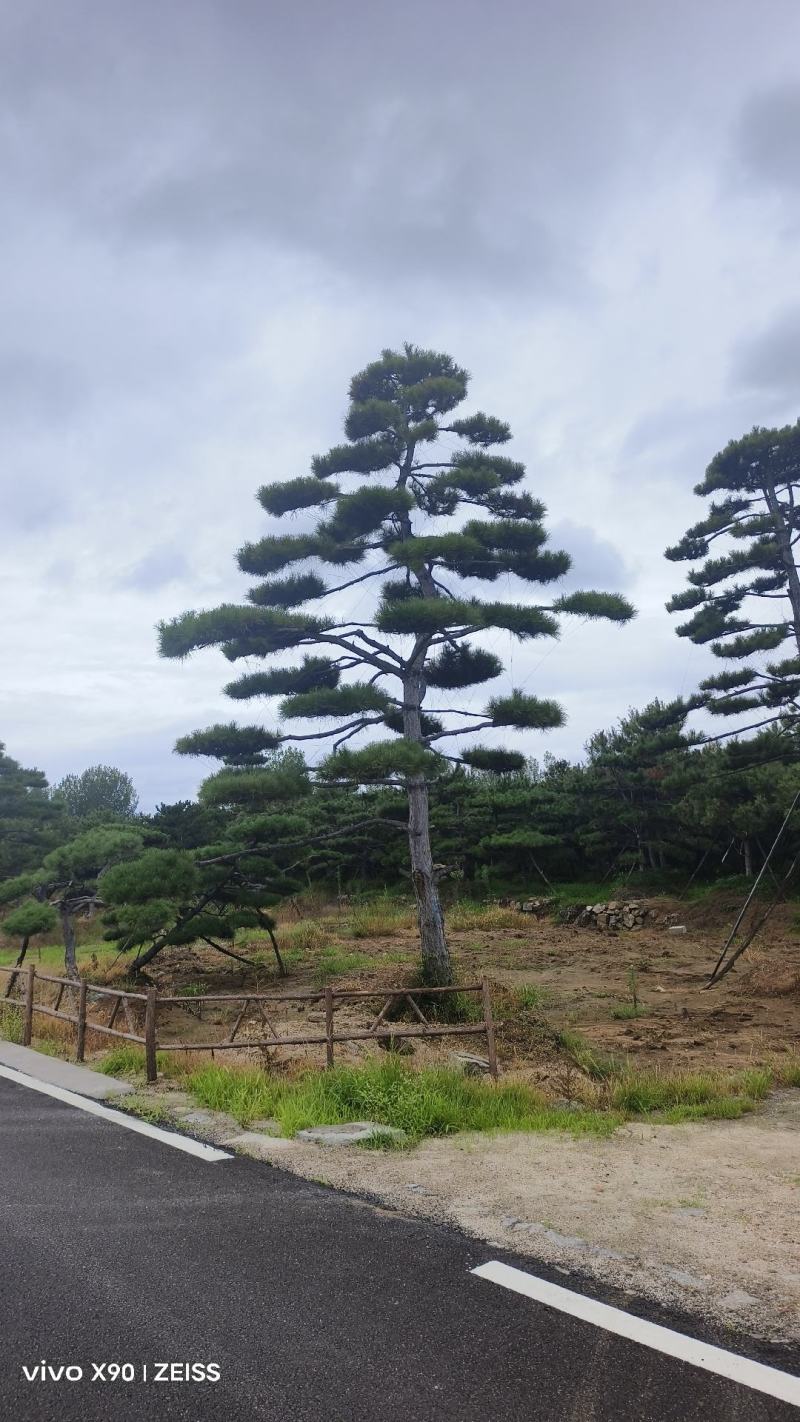 盛典苗木精品造型松