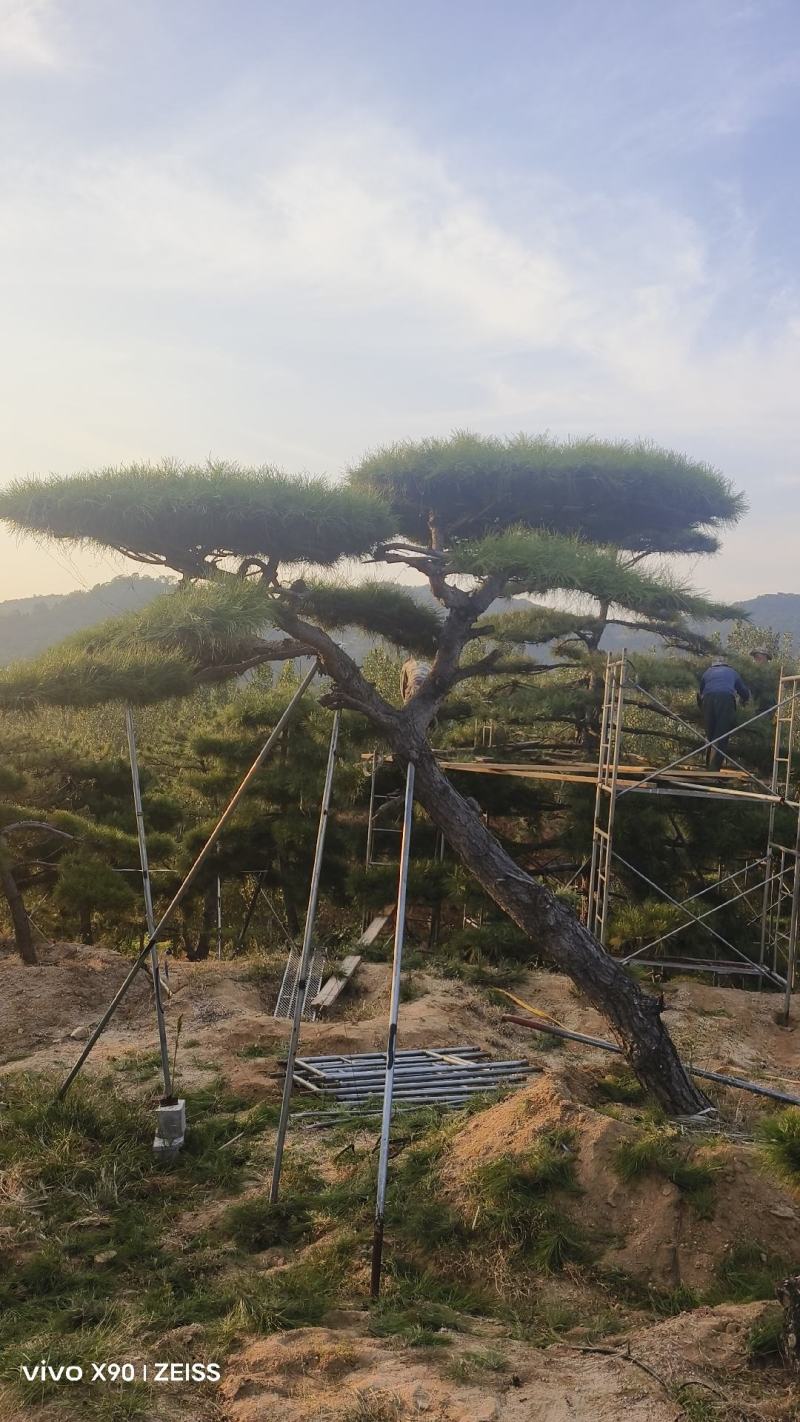 盛典苗木精品造型松