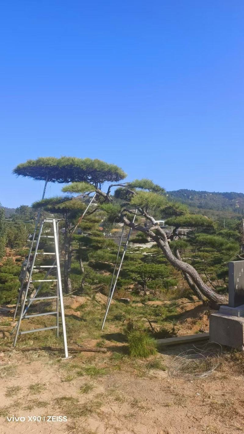盛典苗木精品造型松