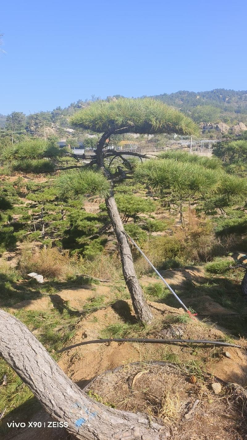 盛典苗木精品造型松