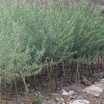 油橄榄树苗