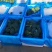 河北精品西蓝花大量上市一手货源规格齐全可对接全国欢迎来电