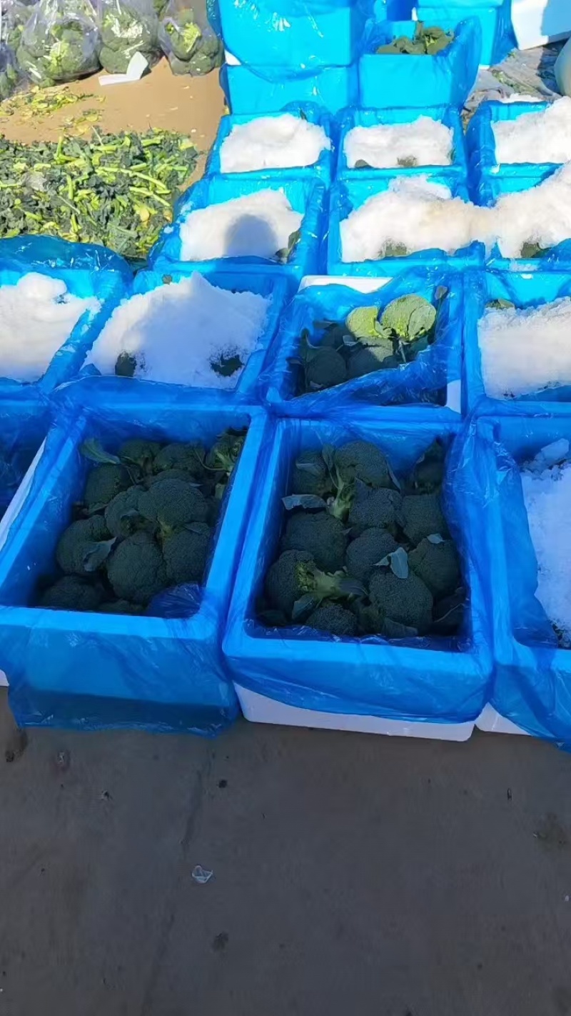 河北精品西蓝花大量上市一手货源规格齐全可对接全国欢迎来电