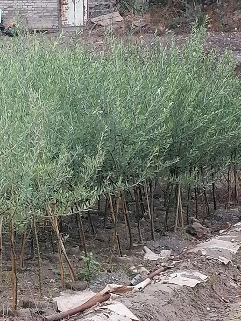 油橄榄树苗